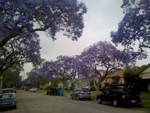 Jacarandas in bloom
