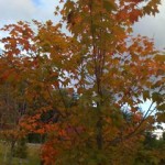 Fall Scene